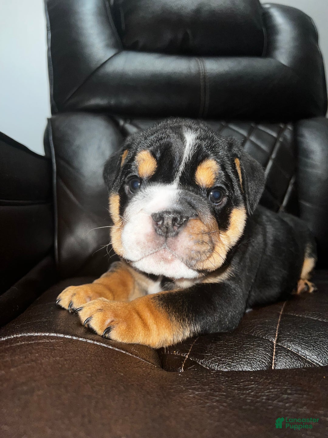 English Bulldog dogs for sale: English Bulldog litter of 5 puppies - Ad 6