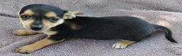 Mixed Breed dogs for sale: Boy - Ad 5