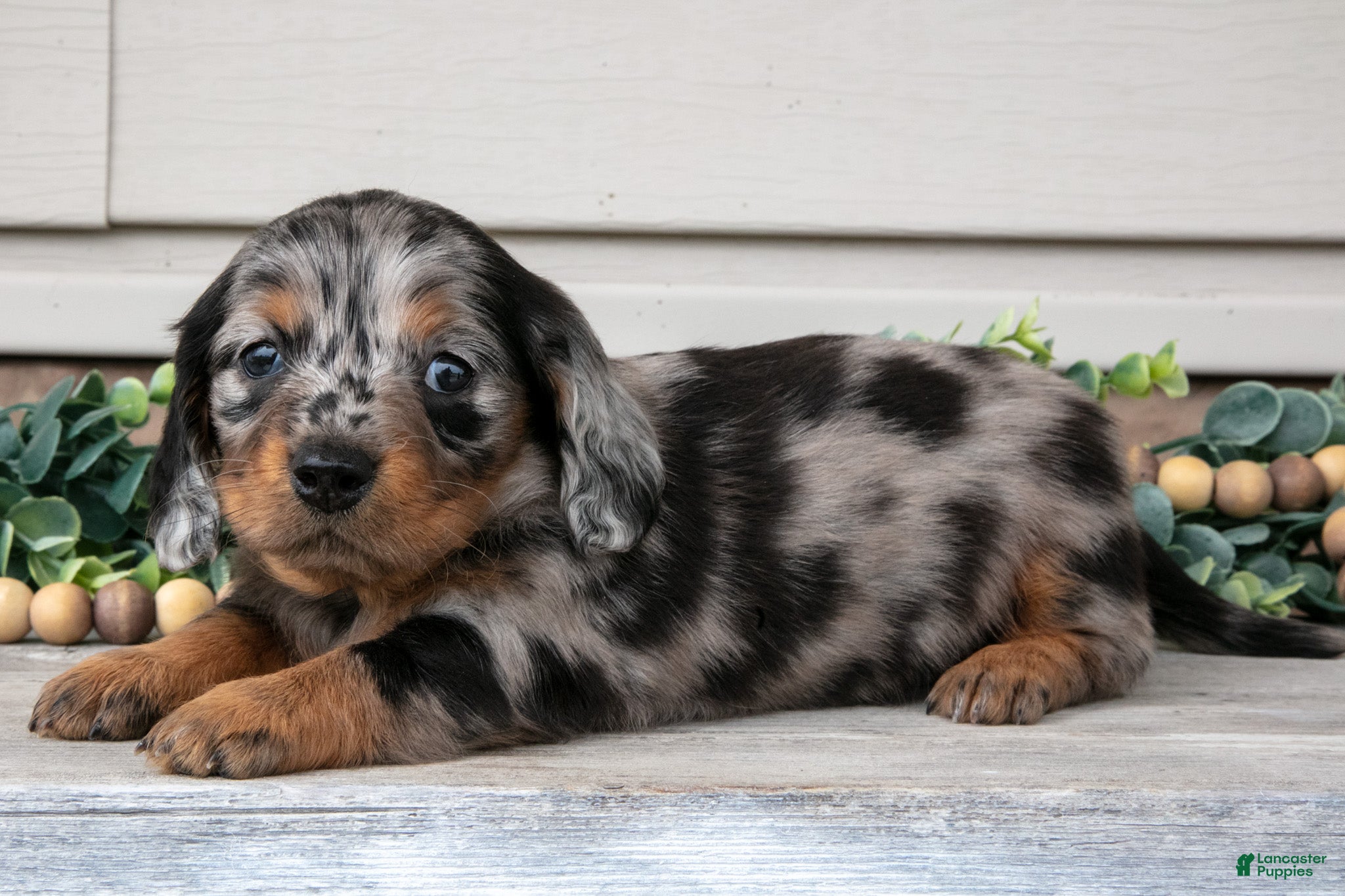 Miniature Dachshund dogs Rosie - Ad 2