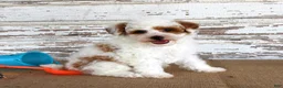 Mixed Breed dogs for sale: Nacho - Ad 3