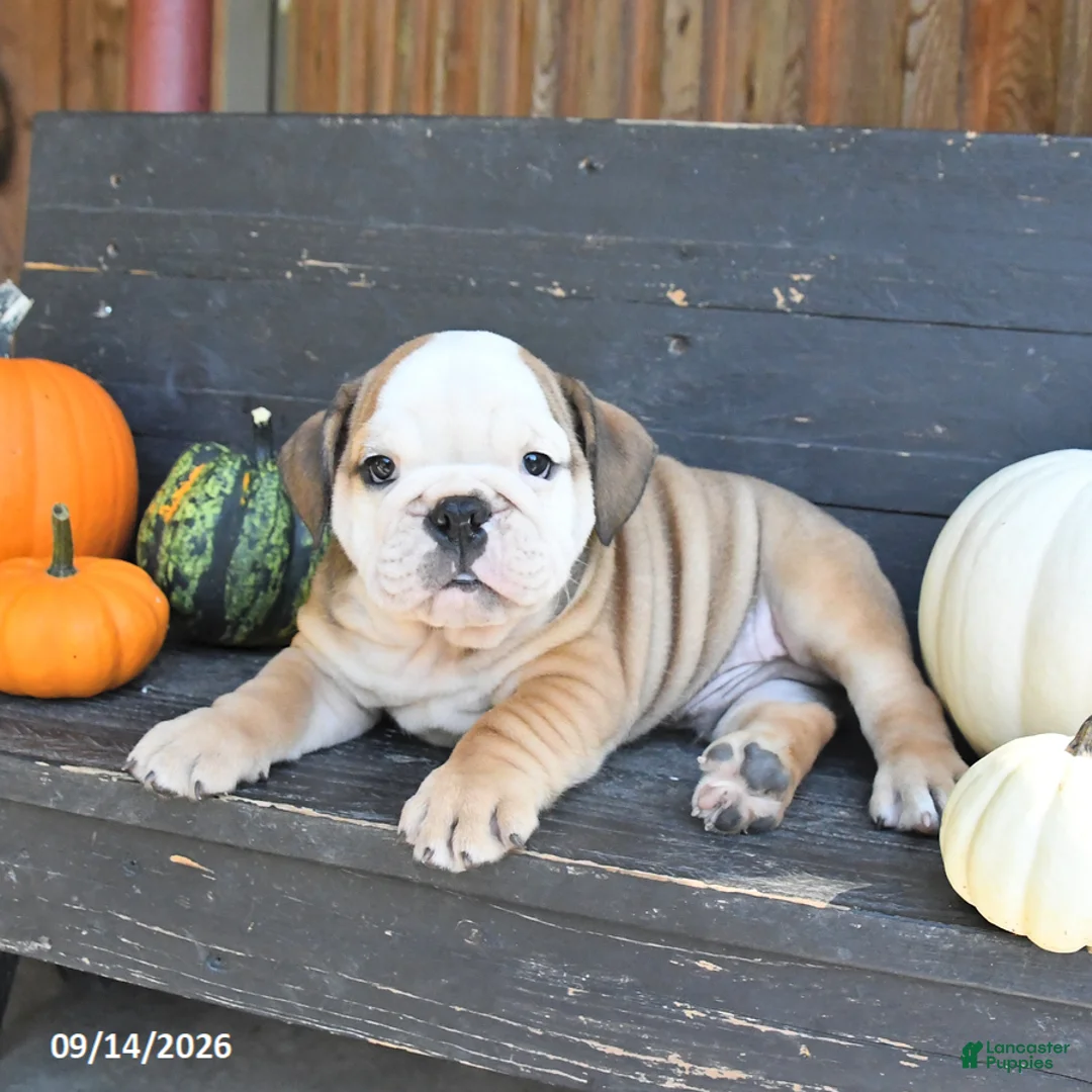 English Bulldog dogs for sale: Judah - Ad 2