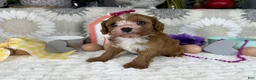 Cavapoo dogs for sale: Zoe  - Ad 4