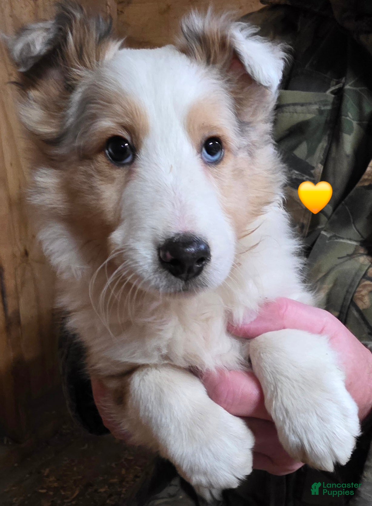 Shetland Sheepdog dogs Shetland Sheepdog Puppy 4 - Ad 28