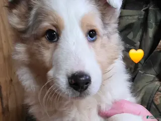 Shetland Sheepdog dogs Shetland Sheepdog Puppy 4 - Ad 28