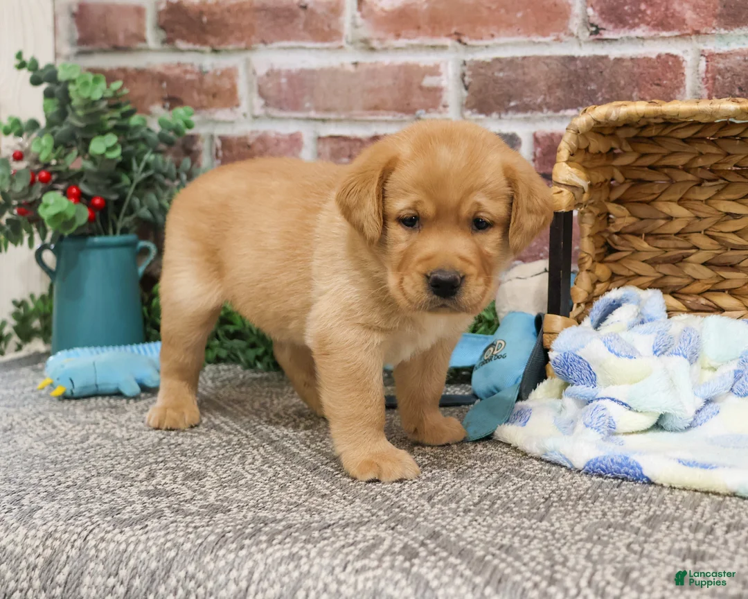 Labrador Retriever dogs for sale: Lucas  - Ad 2