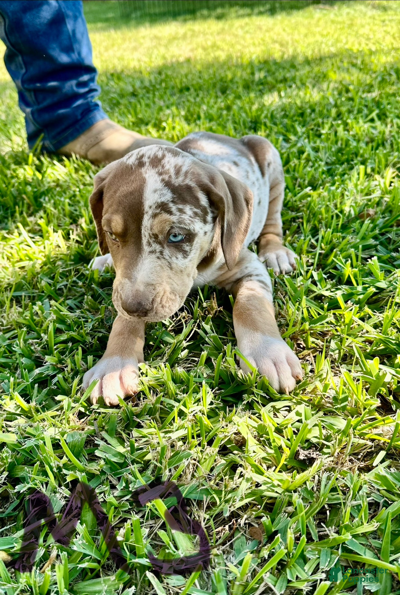 Catahoula Leopard Dog dogs Catahoula Leopard Dog Puppy 4 - Ad 14