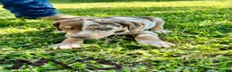 Catahoula Leopard Dog dogs for sale: Catahoula Leopard Dog Puppy 4 - Ad 1