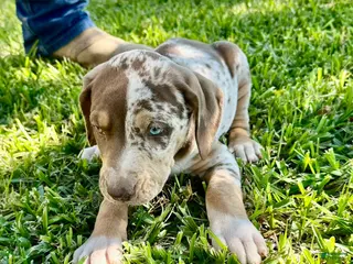 Catahoula Leopard Dog dogs Catahoula Leopard Dog Puppy 4 - Ad 14
