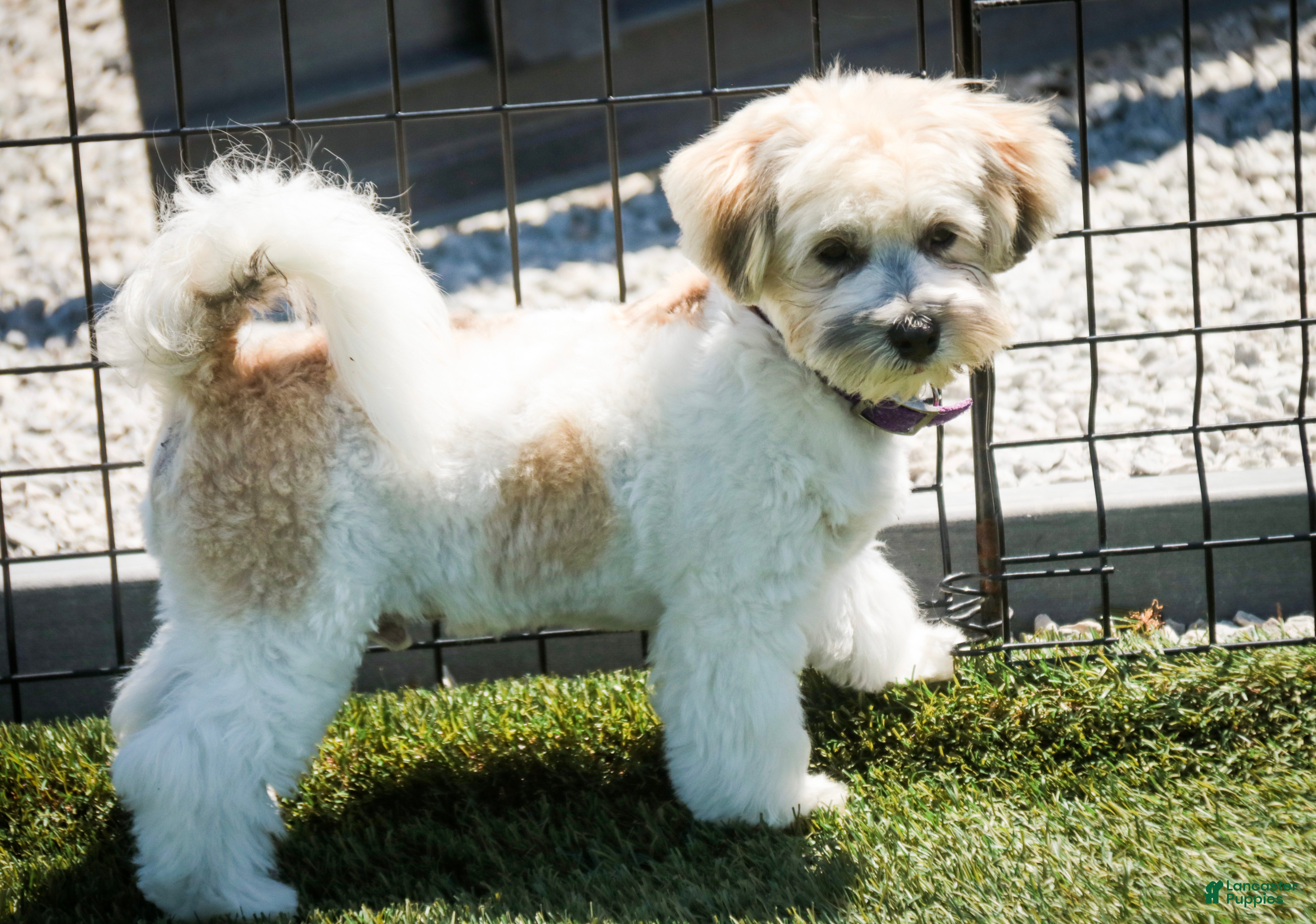 Havanese dogs Leo - Ad 2