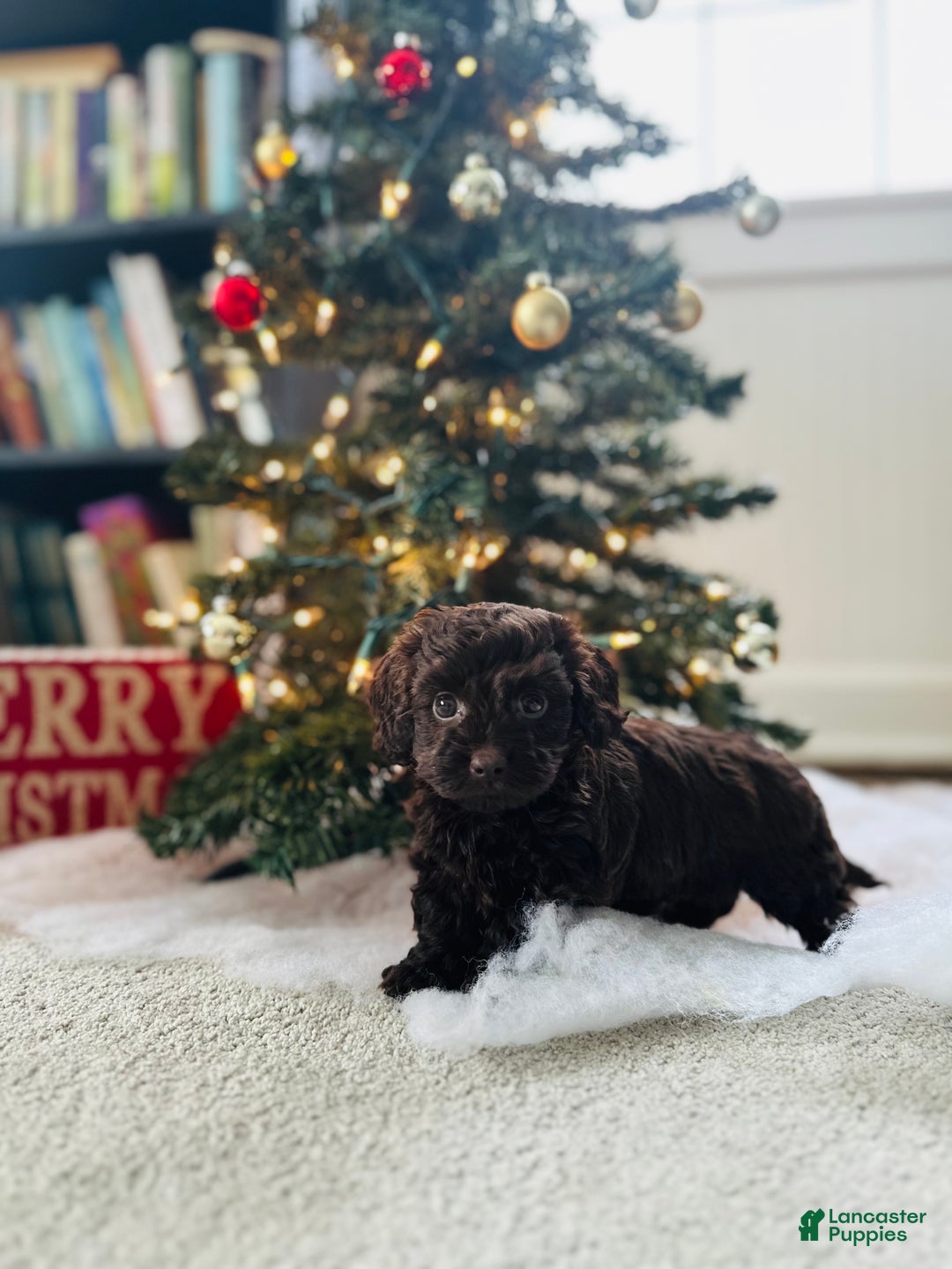 Mixed Breed dogs for sale: Crystal  - Ad 4