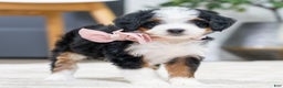 Mini Bernedoodle dogs for sale: Peach - Ad 5