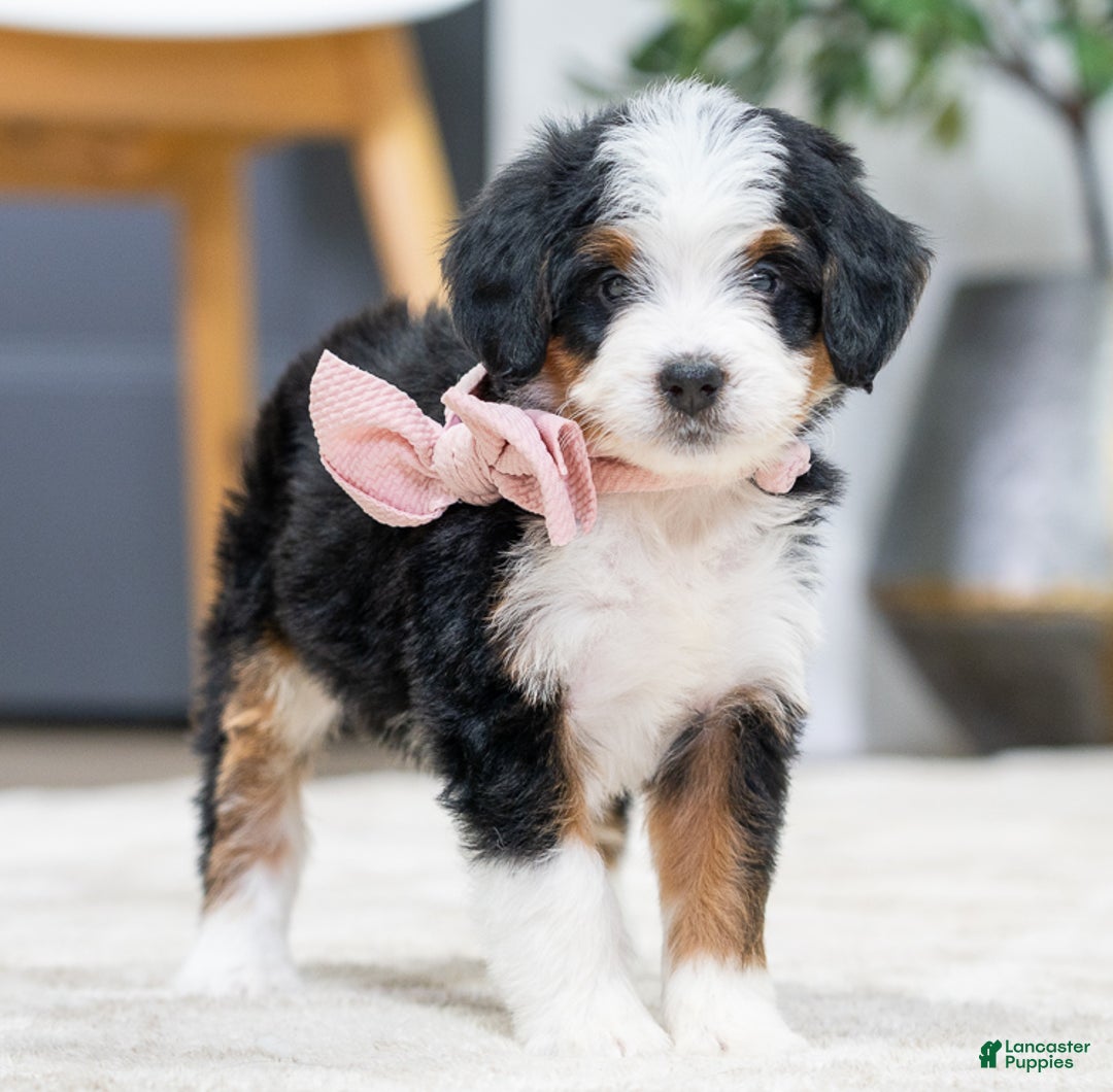 Mini Bernedoodle dogs for sale: Peach - Ad 5