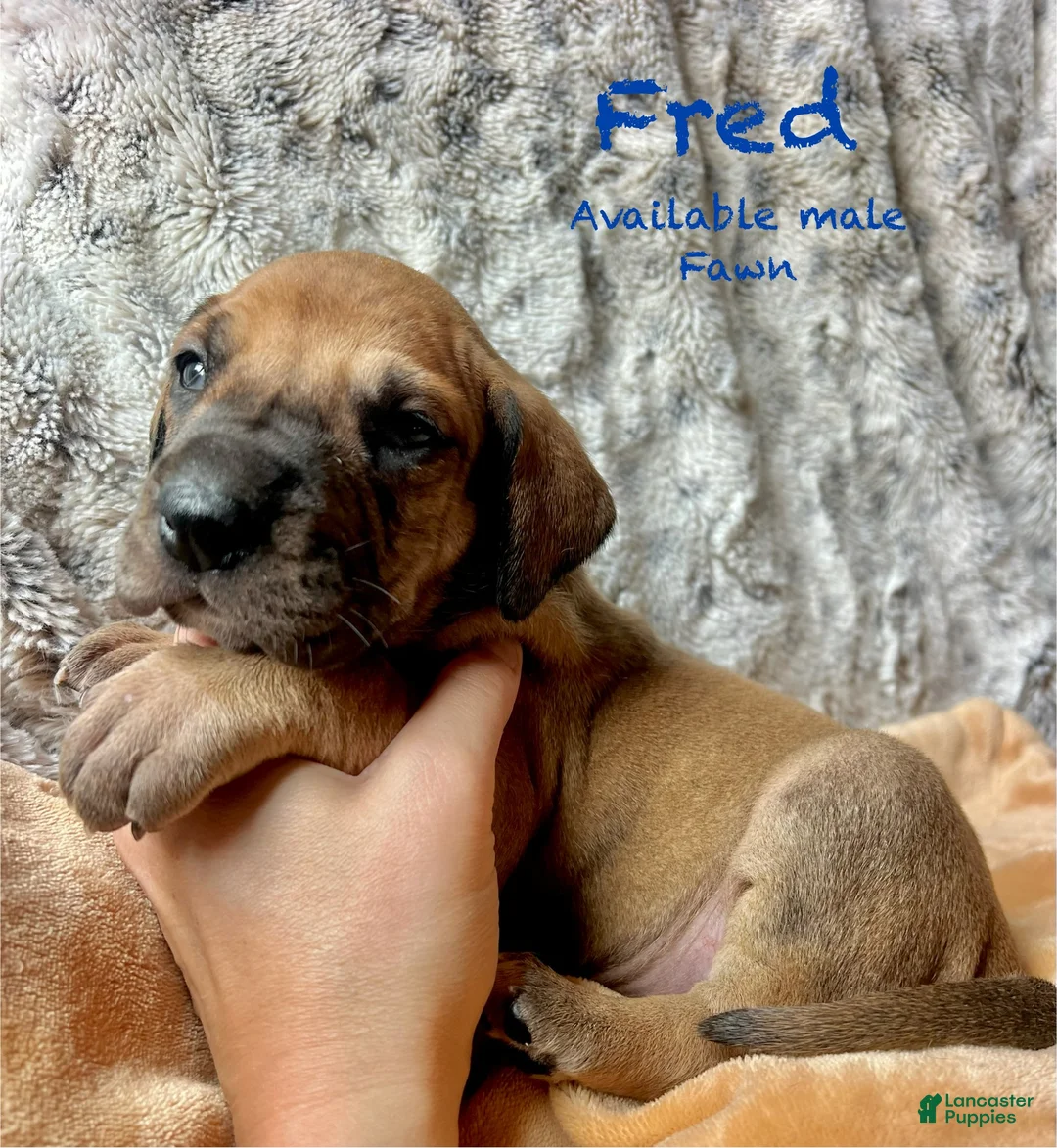 Great Dane dogs for sale: Fred - Ad 1