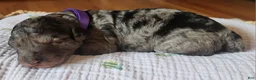 Mixed Breed dogs for sale: Grace - Ad 2