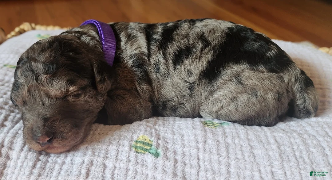 Mixed Breed dogs for sale: Grace - Ad 2