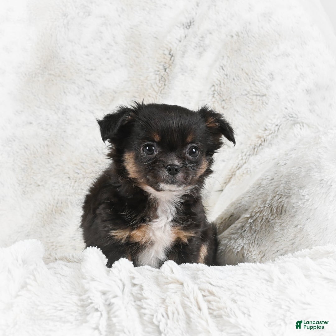 Chihuahua dogs for sale: Sally - Ad 9