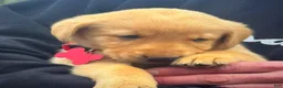 Labrador Retriever dogs for sale: Labrador Retriever Puppy 1 - Ad 4