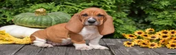 Basset Hound dogs for sale: Lilly - Ad 3