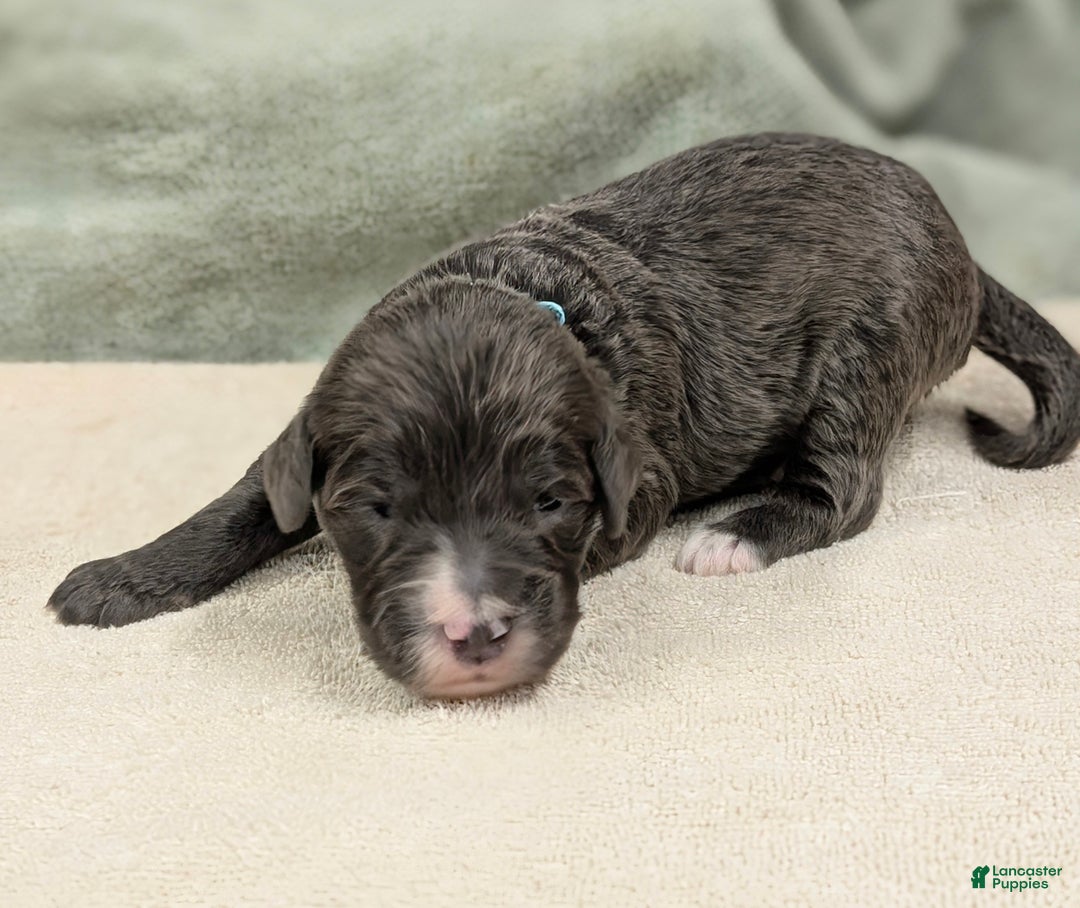 Sheepadoodle dogs for sale: Bronson - Ad 4