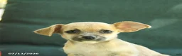Chihuahua dogs for sale: Paris - Ad 3