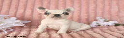 Frenchton dogs for sale: Sage - Ad 2