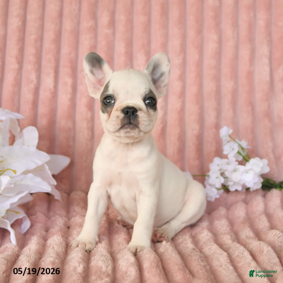 Frenchton dogs for sale: Sage - Ad 2