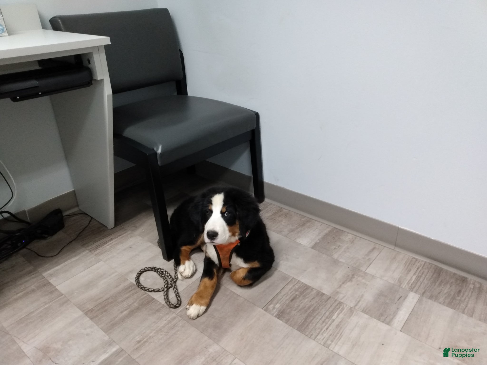 Bernese Mountain Dog dogs Bernese Mountain Dog Puppy 3 - Ad 14
