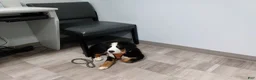 Bernese Mountain Dog dogs for sale: Bernese Mountain Dog Puppy 3 - Ad 1