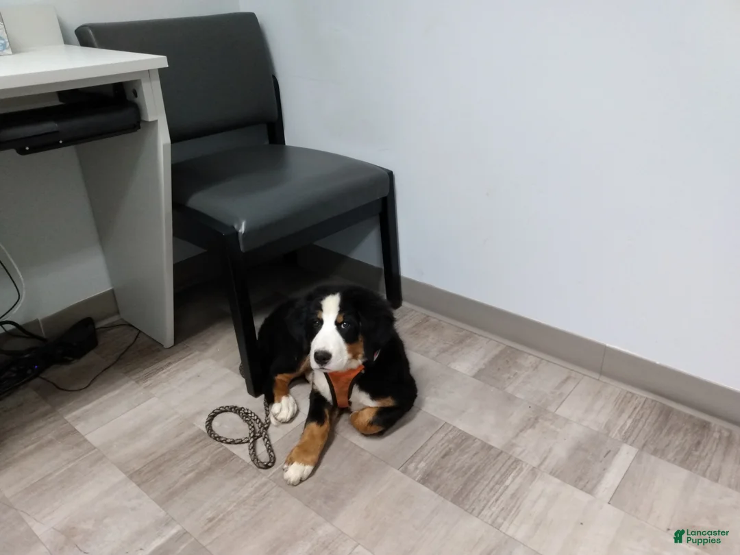 Bernese Mountain Dog dogs for sale: Bernese Mountain Dog Puppy 3 - Ad 1