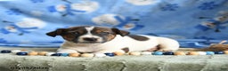 Jack Russell Terrier dogs for sale: Pancake - Ad 3