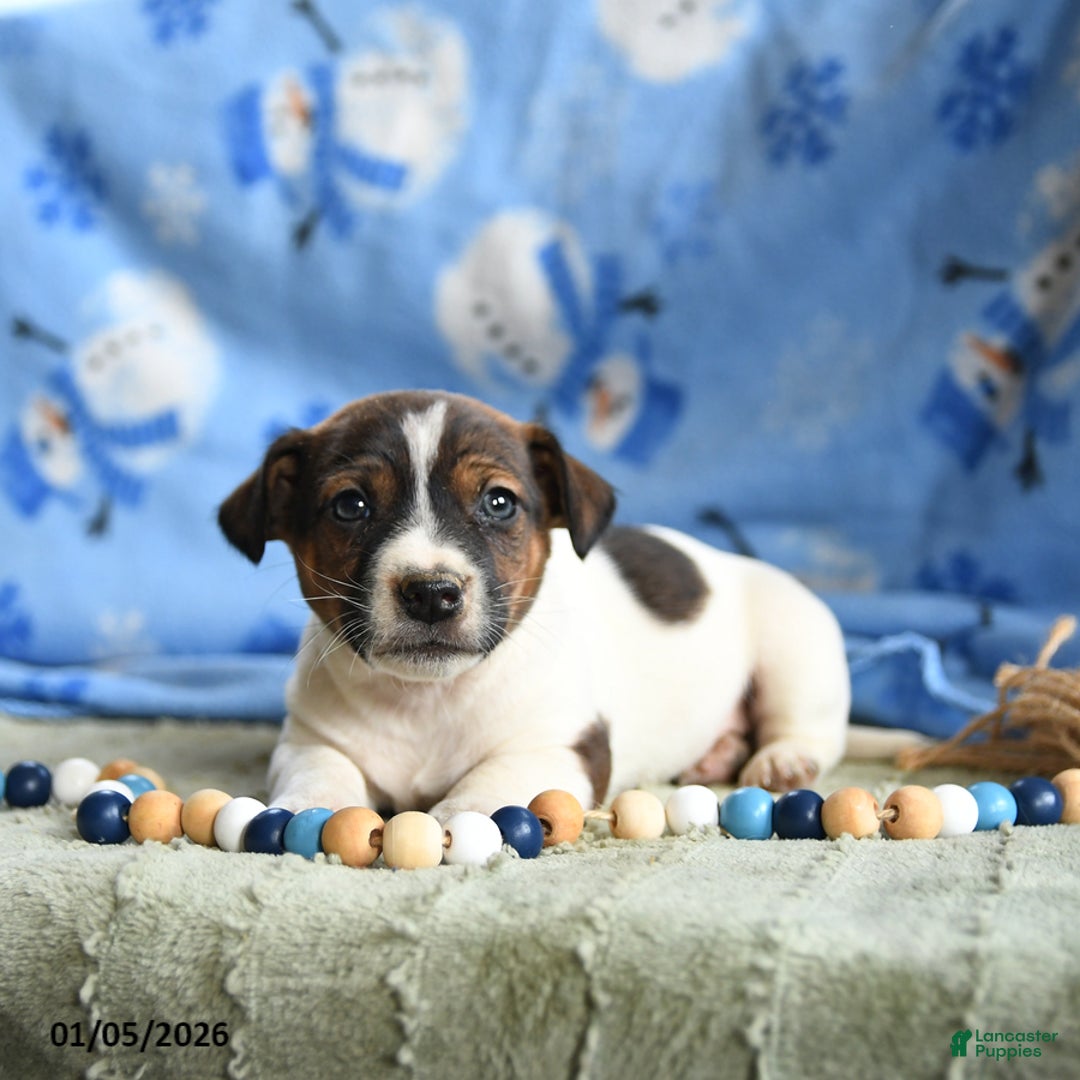 Jack Russell Terrier dogs for sale: Pancake - Ad 3