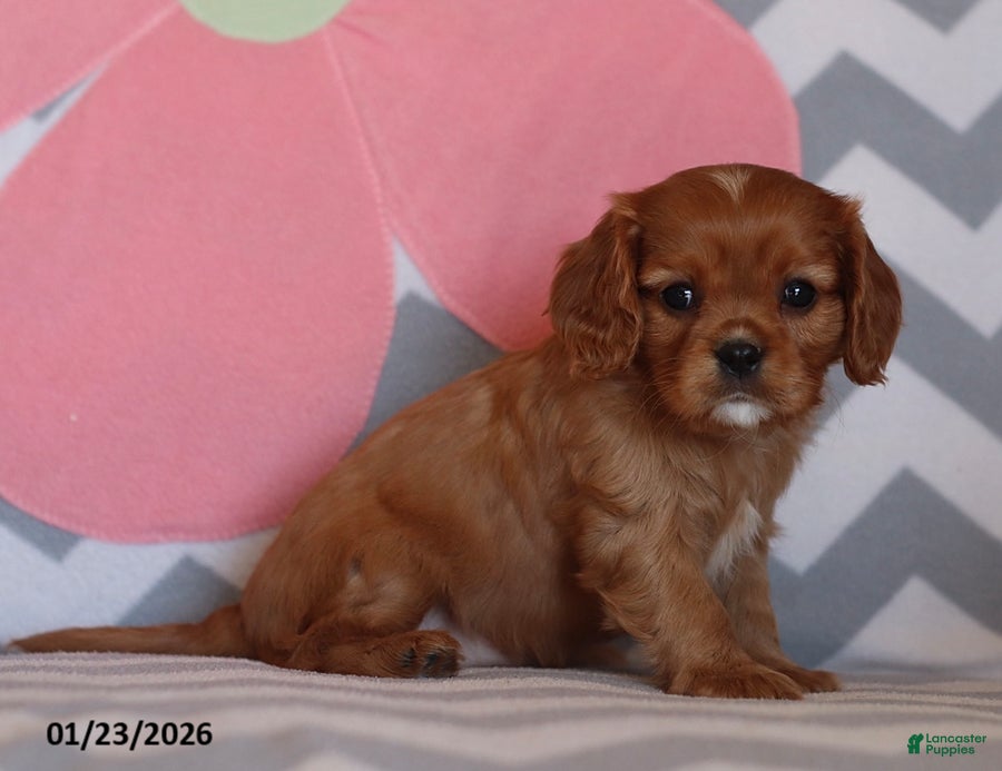 Cavalier King Charles Spaniel dogs Isabelle - Ad 37