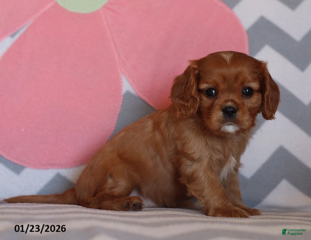 Cavalier King Charles Spaniel dogs for sale: Isabelle - Ad 3