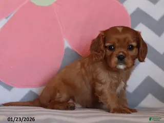 Cavalier King Charles Spaniel dogs Isabelle - Ad 37