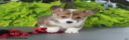 Welsh Corgi Pembroke dogs for sale: Lola - Ad 3