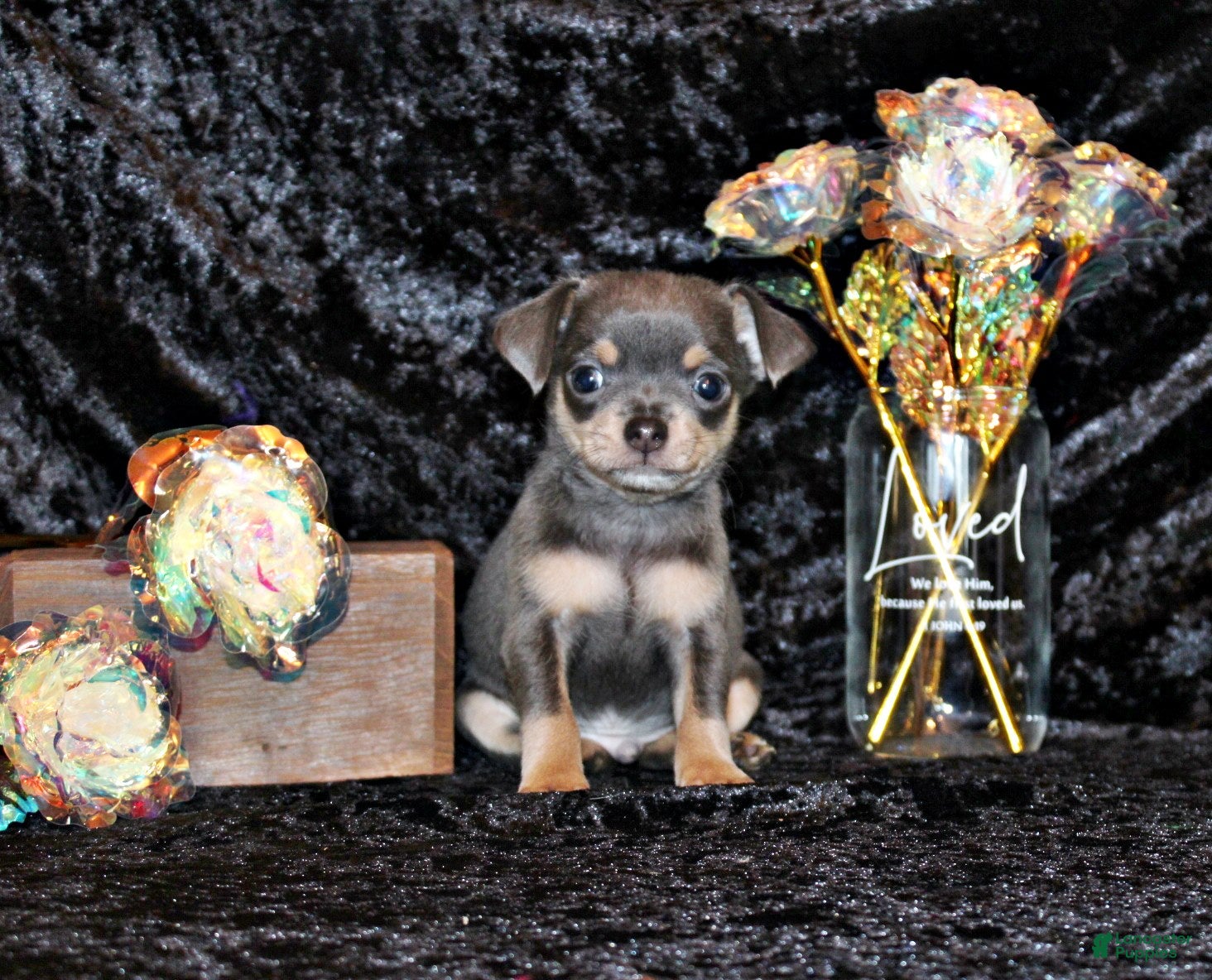 Chihuahua dogs Yogi - Ad 1