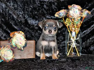 Chihuahua dogs for sale: Yogi - Ad 2