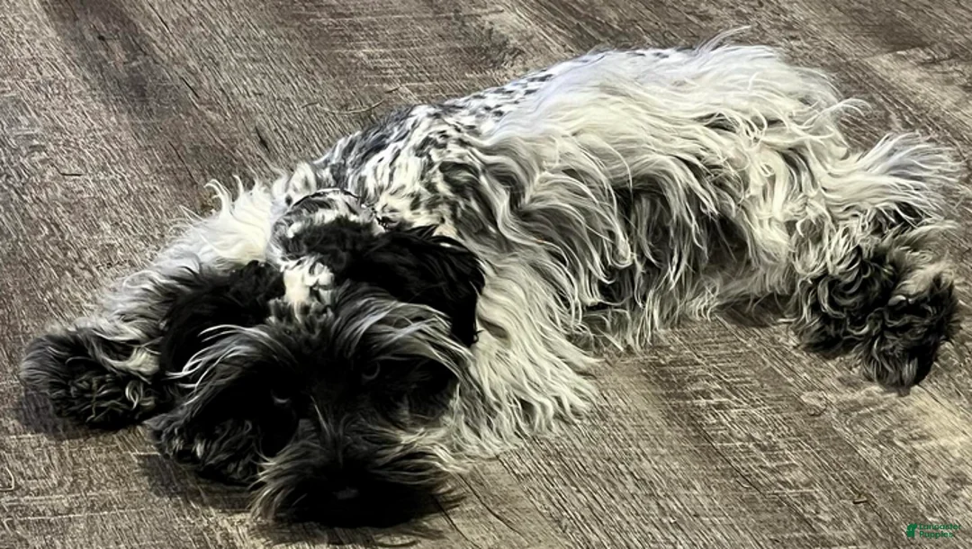 Miniature Schnauzer dogs for sale: Billy (green collar) - Ad 11
