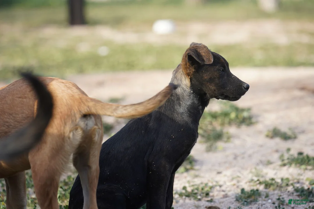 Dutch Shepherd dogs for sale: Dutch black brindle F - Ad 13