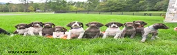 German Shorthaired Pointer dogs for sale: Siren - Ad 5