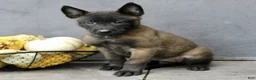 Belgian Malinois dogs for sale: Raina  - Ad 3