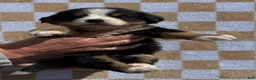 Bernese Mountain Dog dogs for sale: Bunny - Ad 4