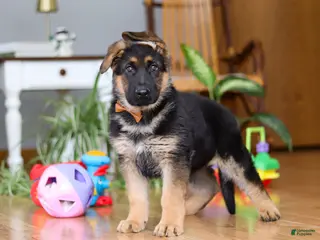 German Shepherd dogs Benson - Ad 25