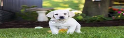 Labrador Retriever dogs for sale: Kurt - Ad 16