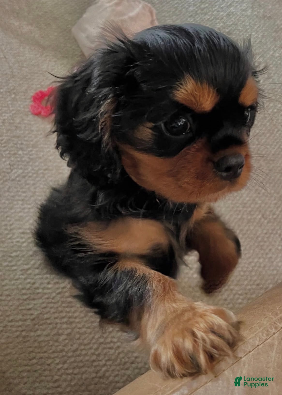 Cavalier King Charles Spaniel dogs for sale: Cavalier King Charles Spaniel 2 - Ad 2