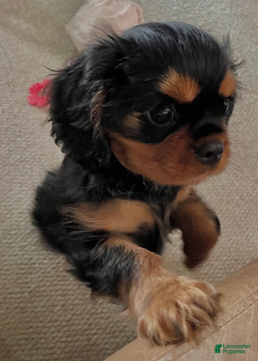 Cavalier King Charles Spaniel dogs for sale: Cavalier King Charles Spaniel 2 - Ad 1