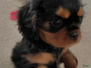 Cavalier King Charles Spaniel dogs for sale: Cavalier King Charles Spaniel 2 - Ad 2