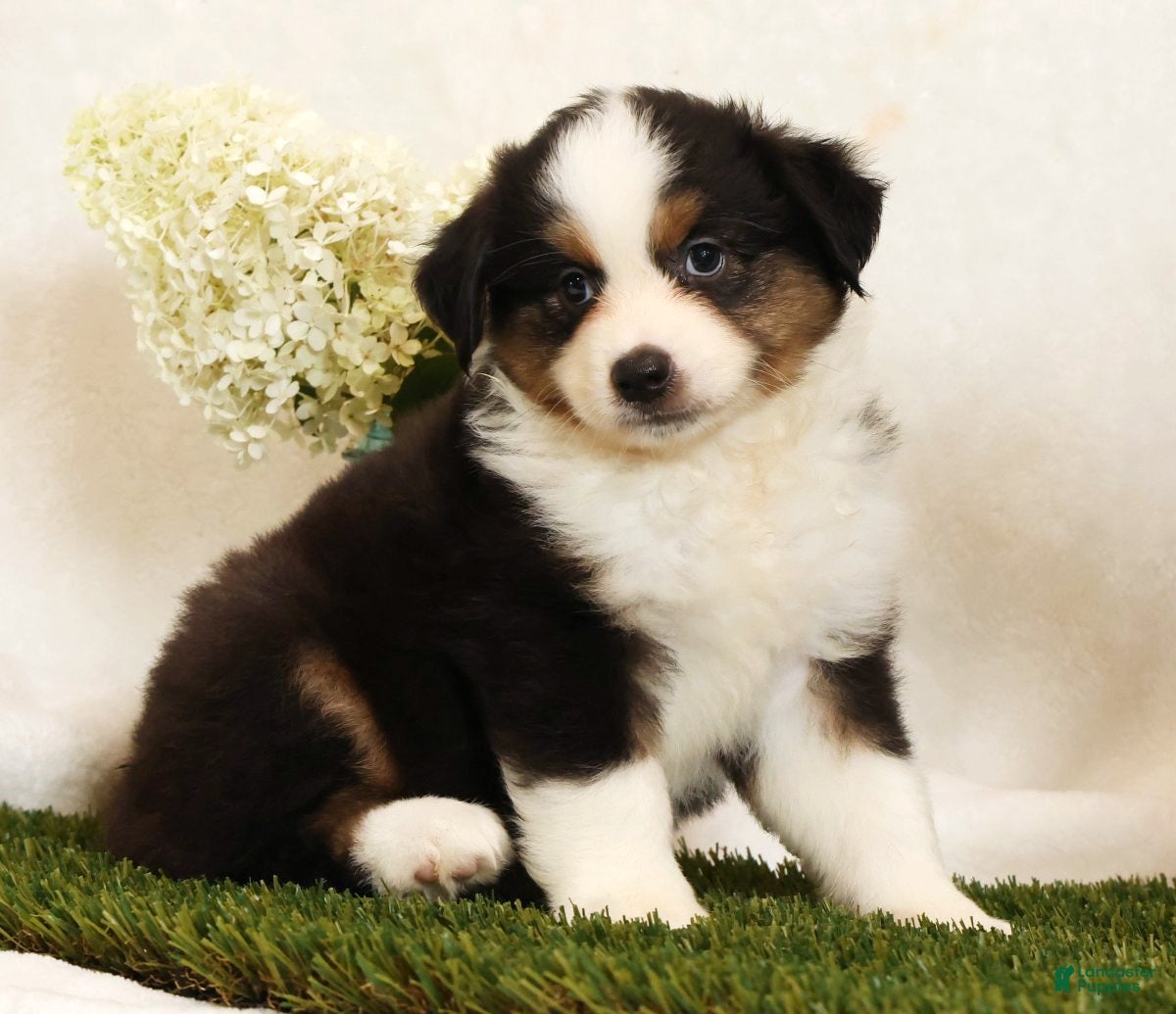 Miniature Australian Shepherd dogs Princess - Ad 2