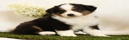 Miniature Australian Shepherd dogs for sale: Princess - Ad 2