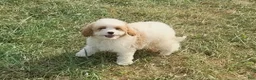 Cavapoo dogs for sale: Vex - Ad 2